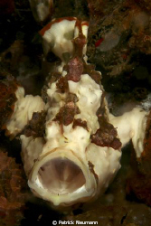 yawing Frogfish, Anilao taken with Canon 400D/Hugyfot by Patrick Neumann 